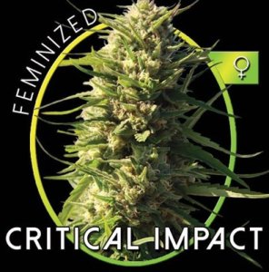 (Bild für) Critical Impact fem