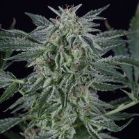 (Bild für) Critical Jack Auto
