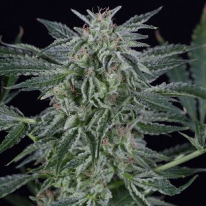 (Bild für) Critical Jack Auto