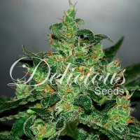 (Bild für) Critical Jack Herer Automatic