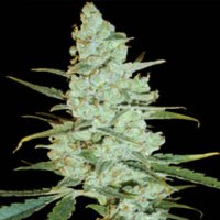 (Bild für) Critical Jack Herer