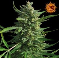 (Bild für) Critical Kush