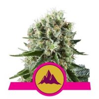 (Bild für) Critical Kush feminized