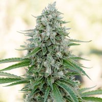 (Bild für) Critical Mango