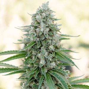 (Bild für) Critical Mango