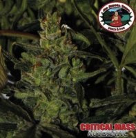 (Bild für) Critical Mass Automatic fem