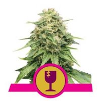 (Bild für) Critical fem / reg