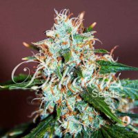 (Bild für) Critical Neville Haze 2.0