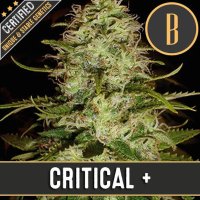 (Bild für) Critical+ feminized