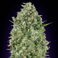 (Bild für) Critical Poison fem