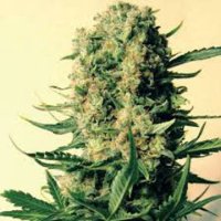 (Bild für) Critical Skunk