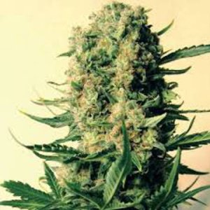 (Bild für) Critical Skunk