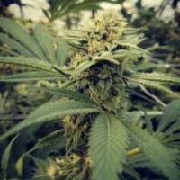 (Bild für) Critical Sour female