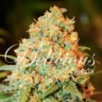(Bild für) Critical Super Silver Haze
