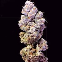 (Bild für) Crockett's Sour Tangie