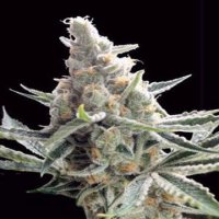 (Bild für) Crockett's Tangie