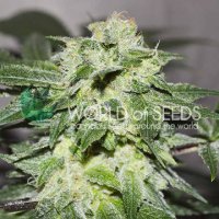 (Bild für) Chronic Haze