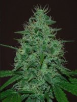 (Bild für) Cropical Fruit Auto fem