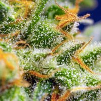 (Bild für) Crystal Candy XL Auto fem