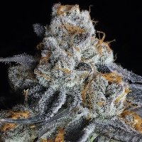 (Bild für) Crystal Gelato fem