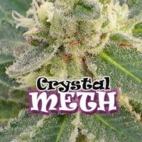 (Bild für) Crystal M.E.T.H. female