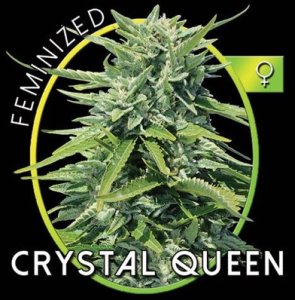 (Bild für) Crystal Queen fem