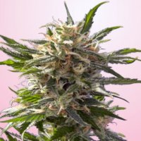 (Bild für) Crystal White 5 fem