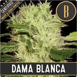 (Bild für) Dama Blanca feminized