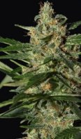 (Bild für) Damnesia Auto feminized