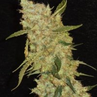 (Bild für) BubbleGum aka DanesGum