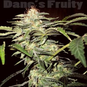 (Bild für) Danes Fruity Auto