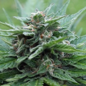 (Bild für) Danes White Pineapple Auto
