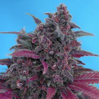 (Bild für) Dark Devil Auto fem