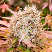(Bild für) Dark Lemonade Auto