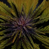 (Bild für) Dark Rose CBD Auto female