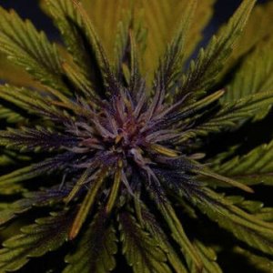 (Bild für) Dark Rose CBD Auto female