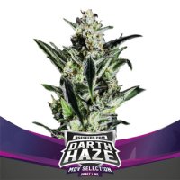 (Bild für) Darth Haze