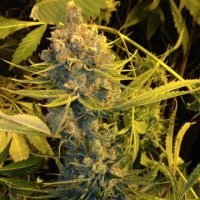 (Bild für) Dawg Star Kush