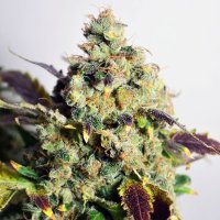 (Bild für) DC Kush