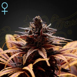 (Bild für) Deep Candy CBD female