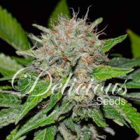 (Bild für) Deep Mandarine CBD