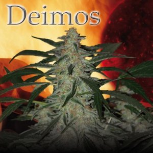 (Bild für) Deimos Auto fem