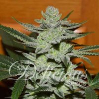 (Bild für) Desconocida Unknown Kush