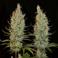 (Bild für) Desert Skunk
