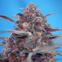 (Bild für) Devil Cream Auto fem