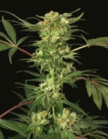 (Bild für) Devil Kush reg