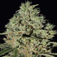 (Bild für) DFA Autoflowering