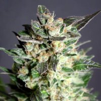 (Bild für) Diesel Glue female