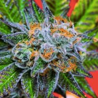 (Bild für) Do-Si-Dos Autoflower fem