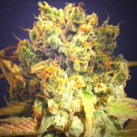 (Bild für) Dr Bruce Banner CBD